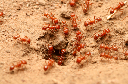 Red_Fire_Ants.jpg