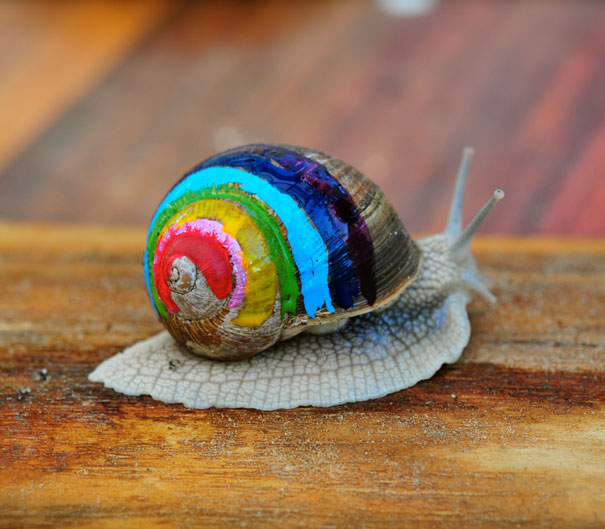 painted-snail-shell-9.jpg