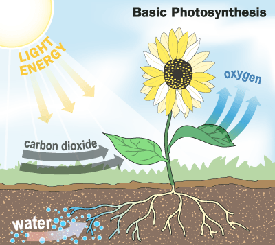 irrigation-photosynthesis.gif