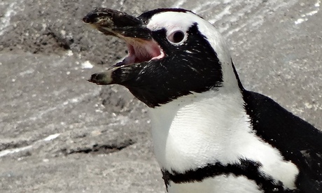 An-African-penguin-vocali-007.jpg