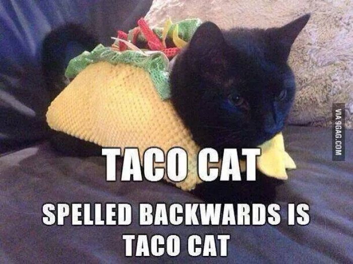 taco-cat-meme