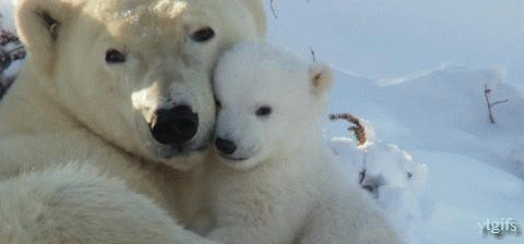 polar-bear-hug-ytgifs-o.gif