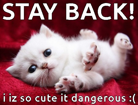 stay-back-my-cuteness-is-dangerous-funny-cat-meme-kitten.jpg