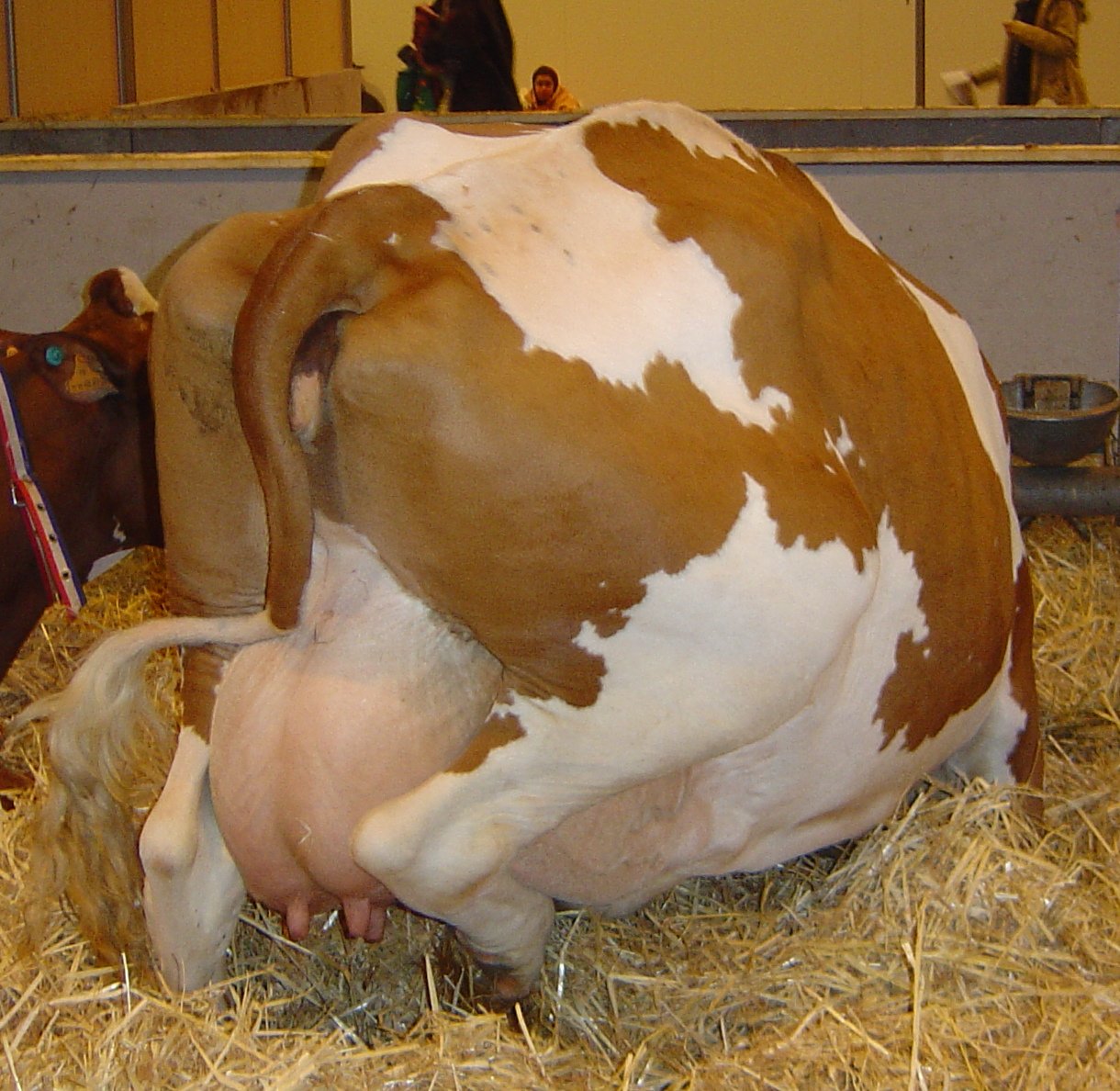 Cow_behind_udder_DSC04046.jpg