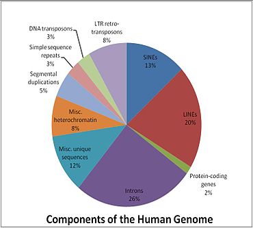 370px-Components_of_the_Human_Genome.jpg