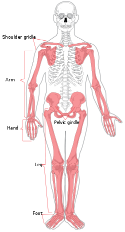 250px-Appendicular_skeleton_diagram.svg.png