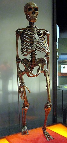 220px-Neanderthalensis.jpg