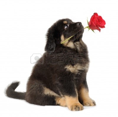 7717368-puppy-dog-holding-red-rose-in-its-mouth-looking-up-isolated-on-white.jpg