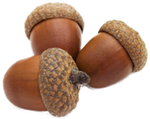 acorn_transparent.png