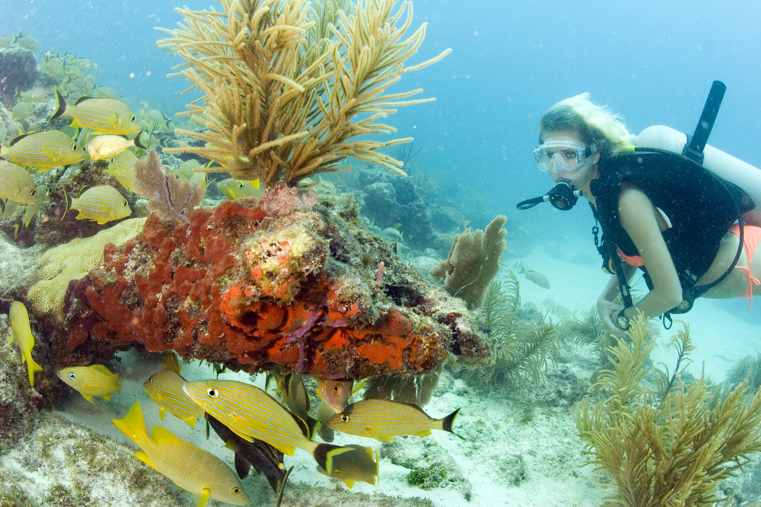 20141218165334_key-largo-3-foto-bob-careflorida-keys-news-bureau.jpg