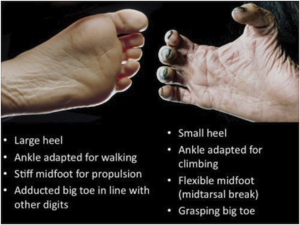 foot-comparison.jpg