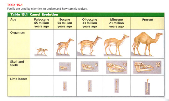 camel-evolution.jpg