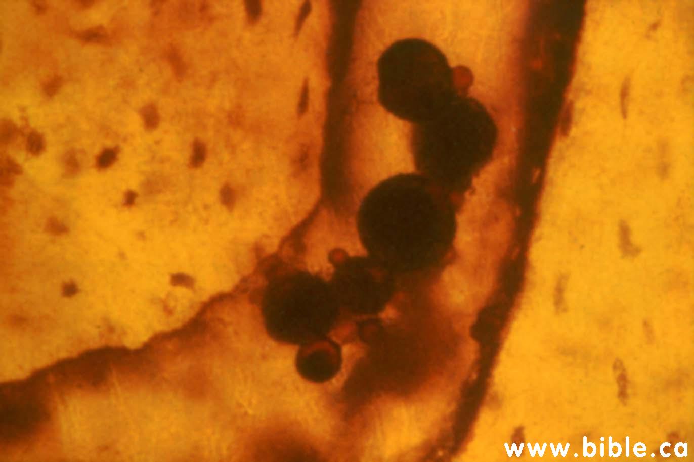 rapid-fossils-dino-blood-cells.jpg