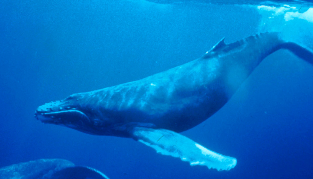 Humpback_Whale_underwater_shot.jpg