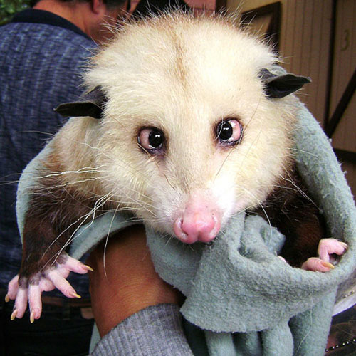 Picture-of-a-real-alien-or-Baby-Opossum-01.jpg
