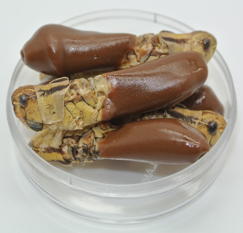 Chocolate-Dipped-Locusts-Tray.jpg