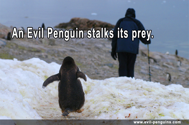 PenguinStalker.jpg