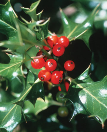 holly-berry.jpg