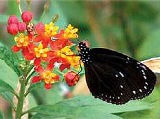 taiwan-butterfly.jpg