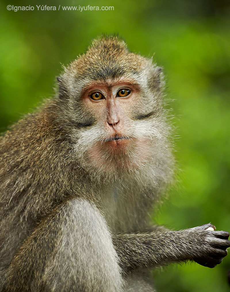 1125_1long_tailed_macaque.jpg