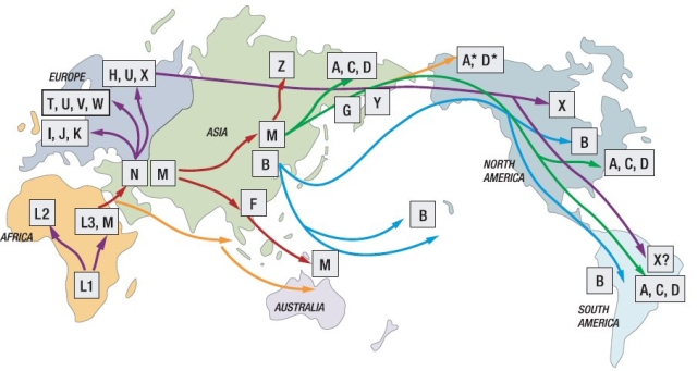 human%20mtDNA%20markers.jpg