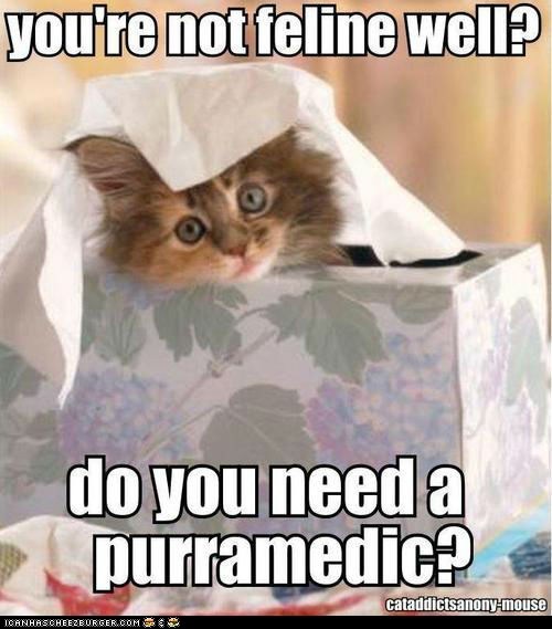 lolcat-funny-pictures-feline-well-sick.jpg
