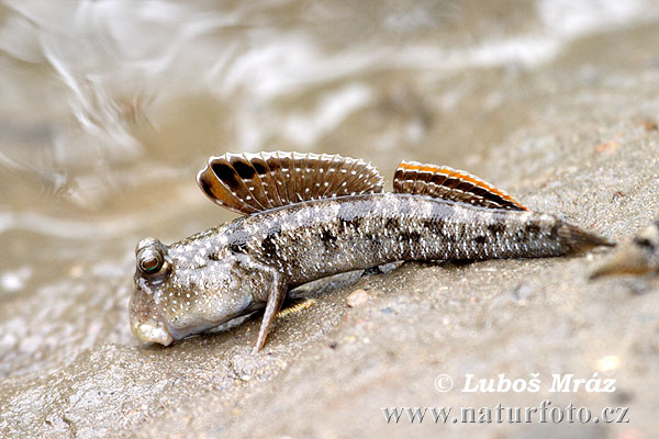 mudskipper-05a22011.jpg