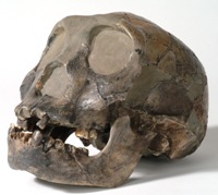 erectus-skull-200-109029-1.jpg