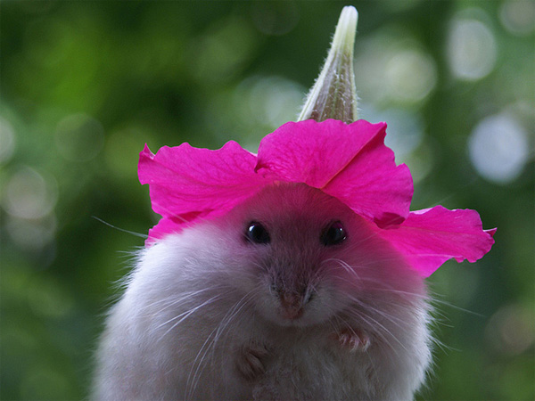 hamster_flower_hat.jpg