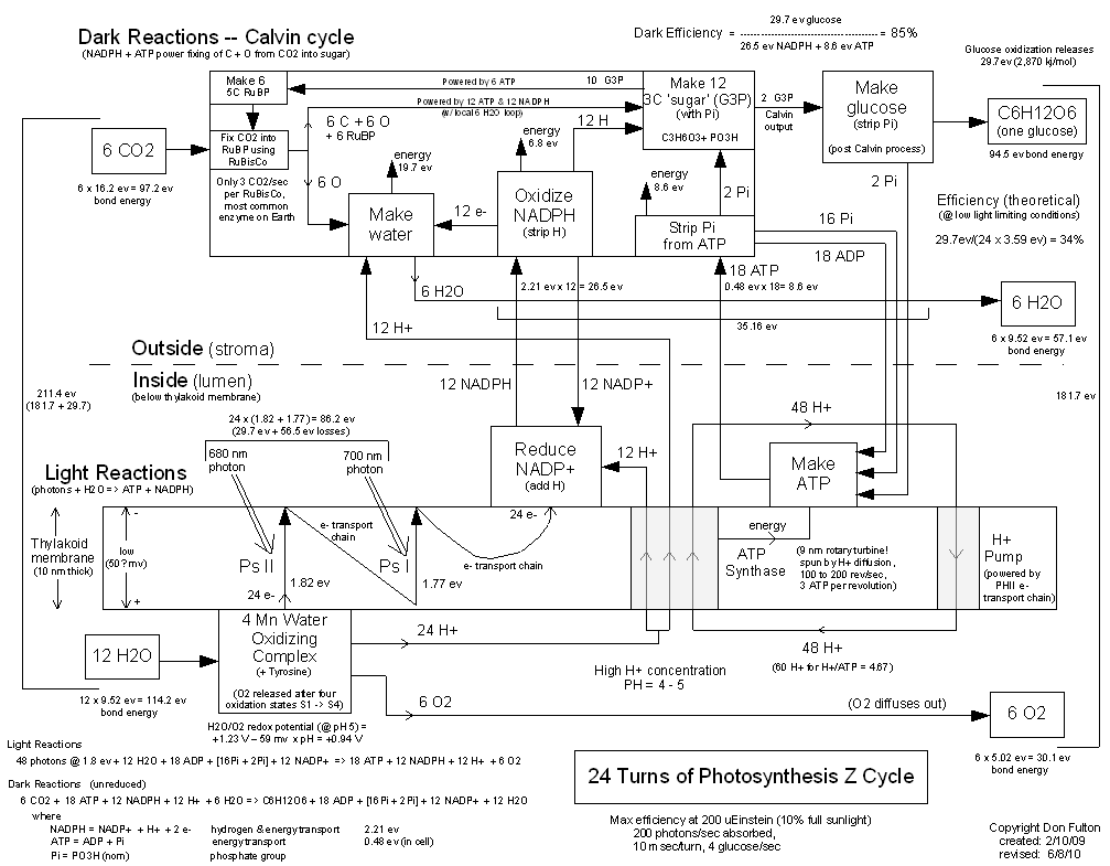 photosynthesis_fulton_diagram.png