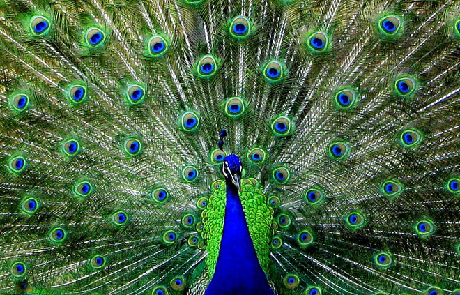 peacock-eye-feathers-flickr-ozgurmulazimoglu.jpg