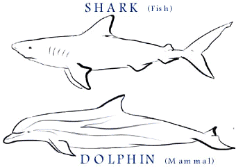 SharkDolphin.gif