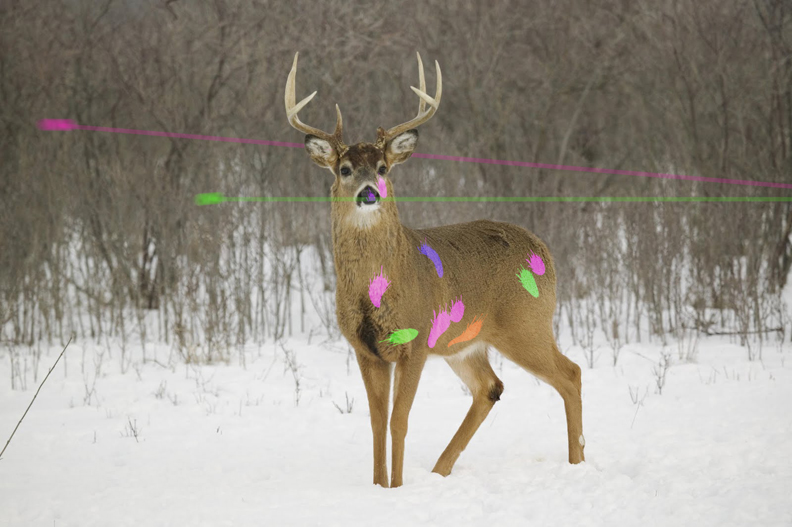 paintball-deer.jpg