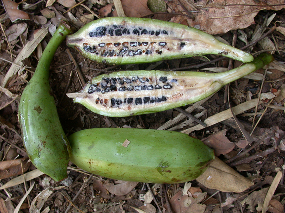 musa-forest-banana-72.jpg