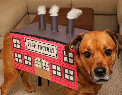 f5256615b3f26bd743c97817f9ae3b2d--dog-costumes-costume-ideas.jpg