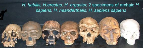 homo-genus-transitional-fossils.jpg