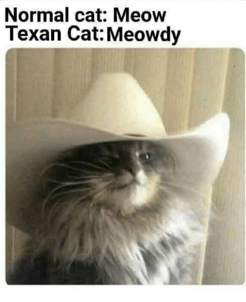 normal-cat-meow-texan-cat-meowdy-39323101.png