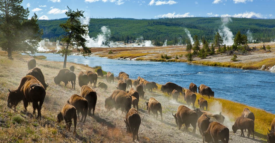 us-national-parks-classic-yellowstone-photo-8-buffalo.jpg