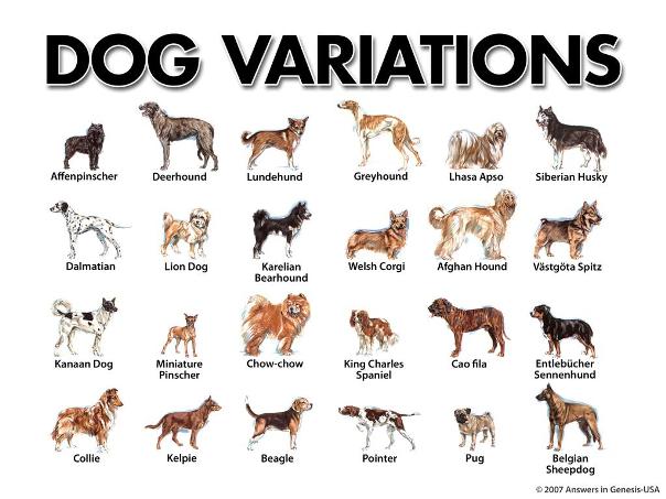 dog-variations.jpg