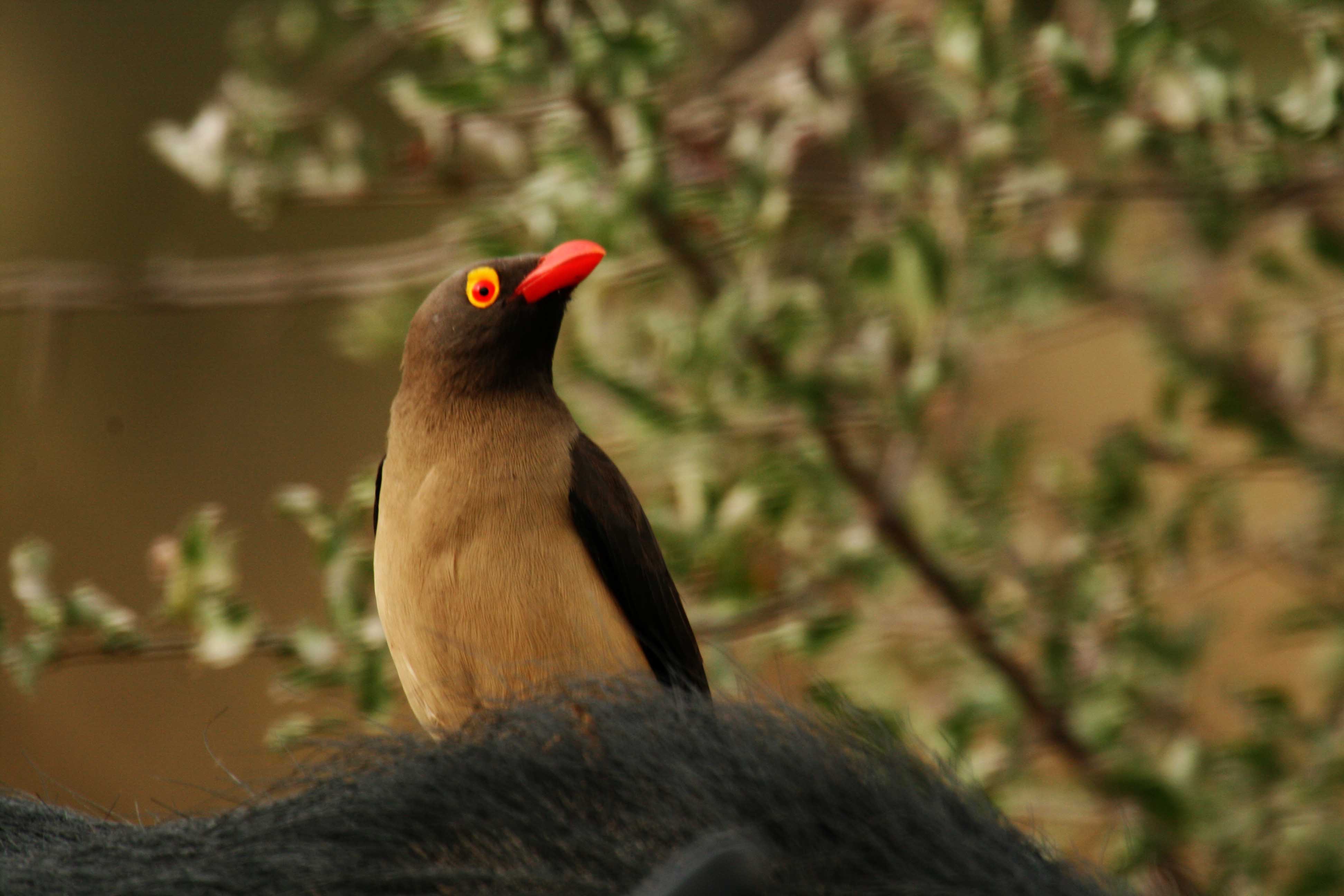 Red_billed_oxpecker_close.jpg