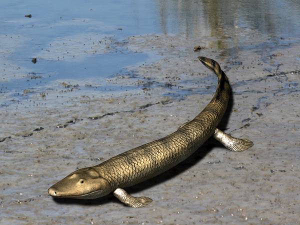 Tiktaalik_NT_small.jpg