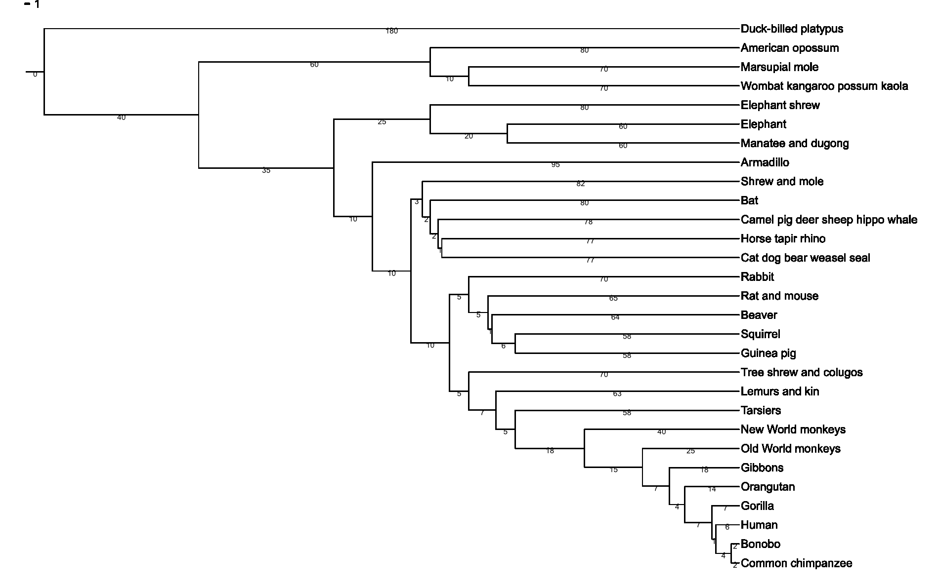 The_Ancestors_Tale_Mammals_Phylogenetic_Tree_in_mya.png
