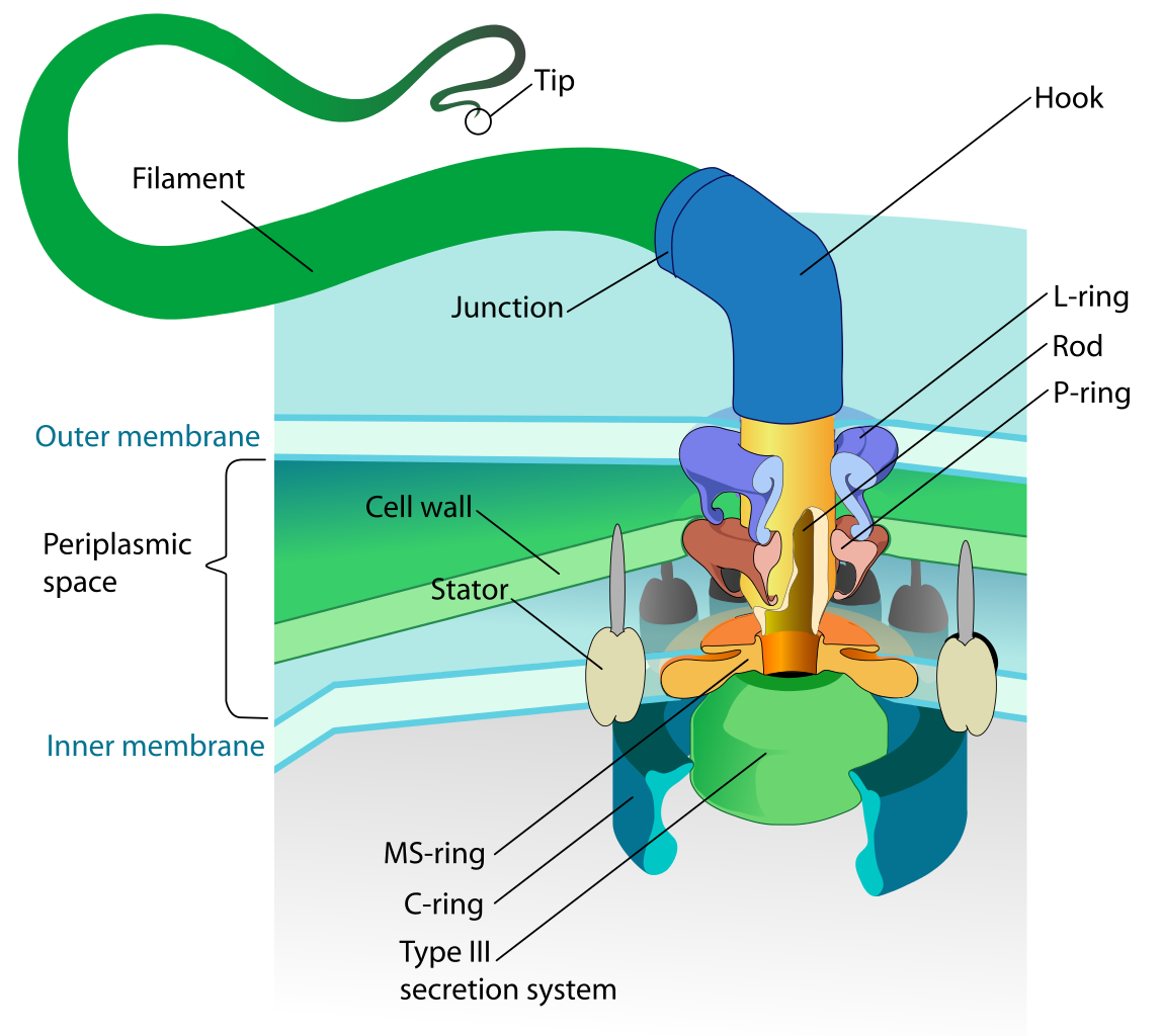 1148px-Flagellum_base_diagram_en.svg.png