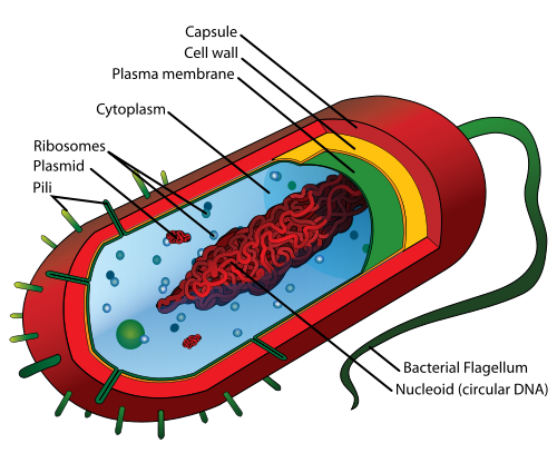 500px-Average_prokaryote_cell-_en.svg.png