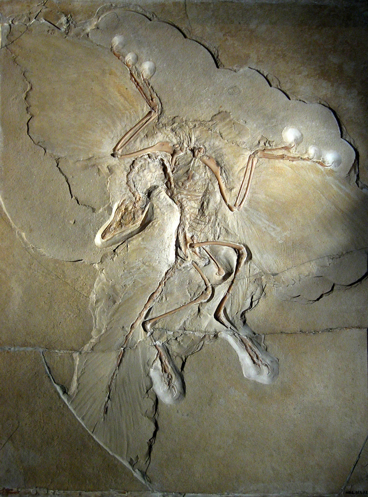 1280px-Archaeopteryx_lithographica_%28Berlin_specimen%29.jpg