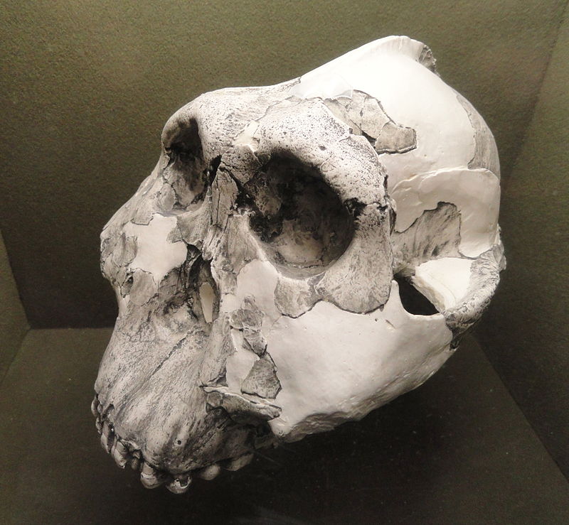 800px-Australophithecus_boisei_%28cast%29%2C_Olduvai_Gorge_-_Springfield_Science_Museum_-_Springfield%2C_MA_-_DSC03368.JPG