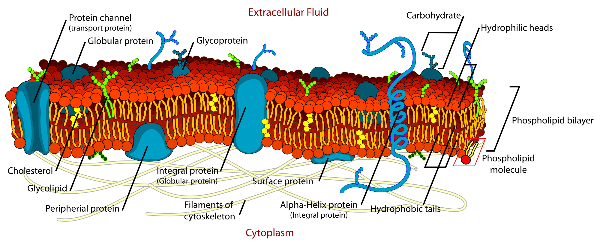 2000px-Cell_membrane_detailed_diagram_en.svg.png