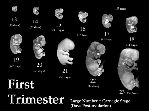 embryo-all-stages3.gif
