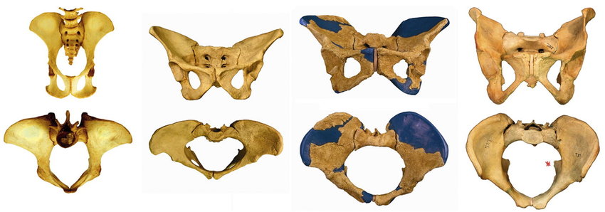Hominid-pelves-from-left-to-right-chimpanzee-Lucy-Australopithecus-afarensis-32.png
