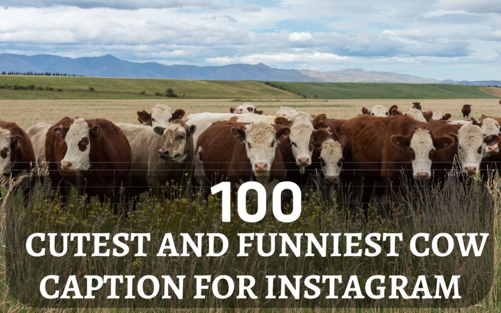 Cute Cow Captions for Instagram